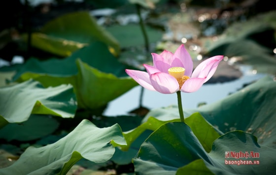 Dù chúm chím nụ hay đã ở vào những giờ khắc cuối của một đời hoa, loài sen hồng vẫn toát lên vẻ đẹp mong manh mà 