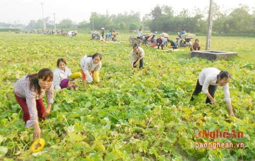 Từ sáng sớm, bà con nông dân xã Nghi Thạch đã đổ ra đồng thu hoạch dưa bở. Trên bờ, lái buôn cũng đã đến đông chờ đón mua dưa. 