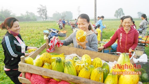 Mấy hôm nay tiết trời nắng nóng, dưa bán chạy nên người trồng dưa rất phấn khởi.