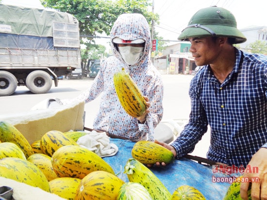 Dưa bở được lái buôn vận chuyển về bái trên địa bàn Thành phố Vinh.