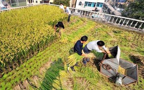 nhung-vua-lua-chin-ro-tren-san-thuong-be-tong-2