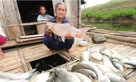 Nước sông Bưởi ô nhiễm do nhà máy xả thải khiến cá trắm nuôi lồng ở huyện Thạch Thành (Thanh Hóa) chết. Ảnh: Zing