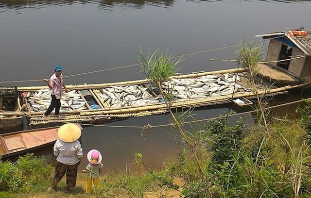 Tỉnh Thanh Hóa đang chỉ đạo lực lượng chức năng phối hợp với tỉnh Hòa Bình khởi tố nhà máy xả thải gây cá chết.