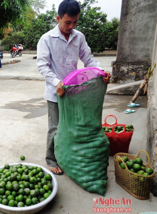 Thu hoạch chanh ơ Hưng Yên 