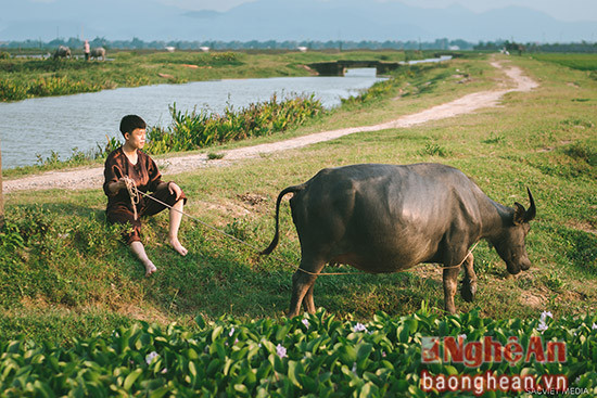 Trâu ơi ta bảo trâu này...