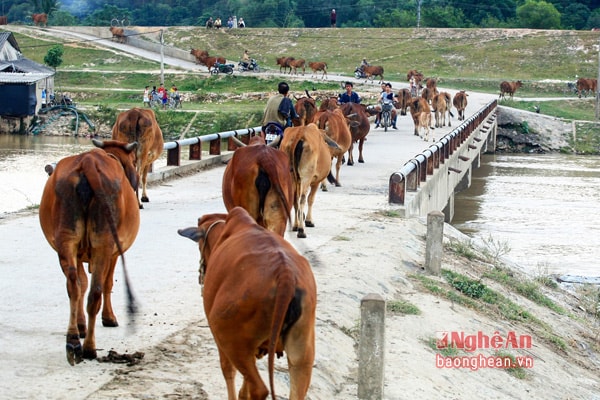 Sẽ rất vất vả để tránh các 