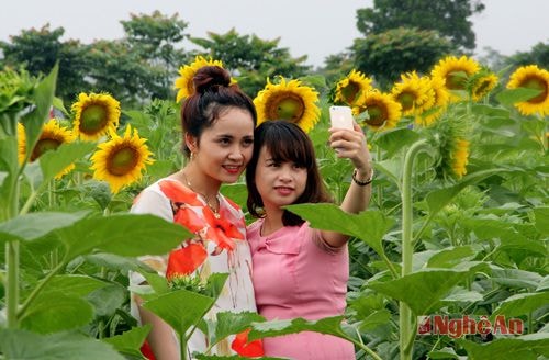 Du khách chụp hình lưu niệm tại cánh đồng hoa hướng dương năm 2015.