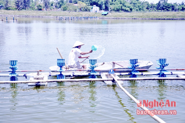 Phát triển ngành nghề nuôi trồng thủy sản ở xã Phúc Thọ (Nghi Lộc).  Ảnh: Thanh Lê