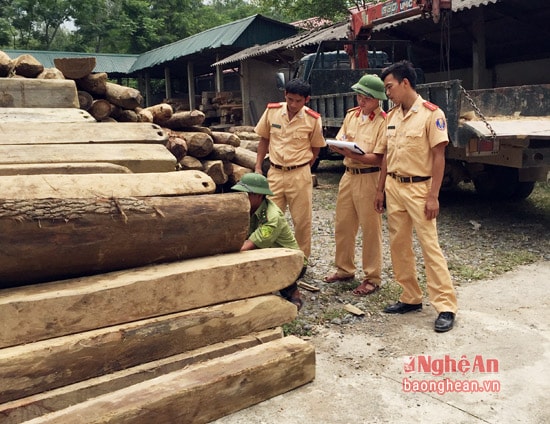 Cơ quan chức năng kiểm tra số gỗ.