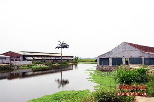 Đây là một trang trại khép kín, nuôi lợn nái, bán lợn giống và lợn thịt.