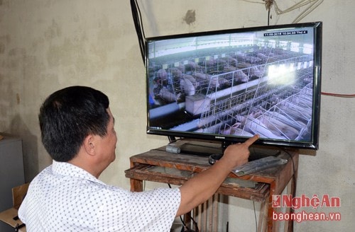 Công tác phòng chống dịch luôn được quan tâm. Trang trại nuôi lợn nái bán lợn giống và lợn thịt.