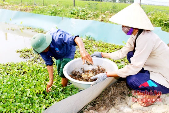 Thu hoạch cua trong ruộng lúa