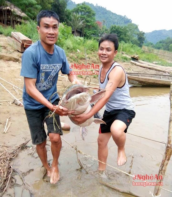 Con cá ghé khổng lồ được ông Lô Vông Khăm bản Xăng Tên (Mỹ Lý, Kỳ Sơn) câu được.