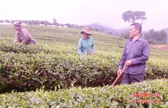 Ông Vi Tuyền Quynh chăm sóc chè.