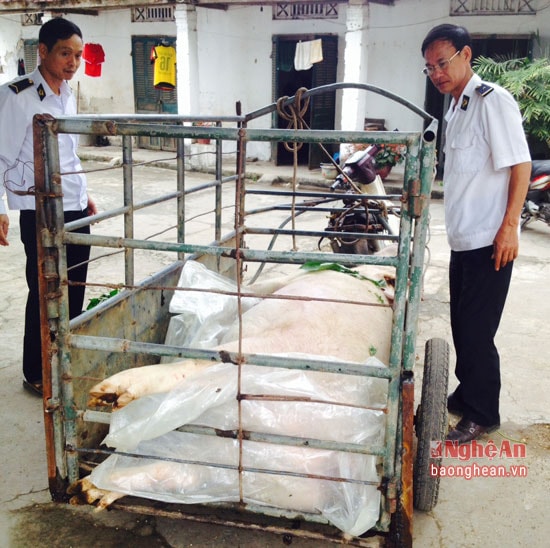 Lực lượng chức năng thu giữ xe kéo chở lợn chết