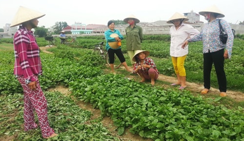 Nông dân xã Vĩnh Thành bàn tán về vụ việc Cây chổi quét rau trên cánh đồng. Ảnh: Chân Nhân.