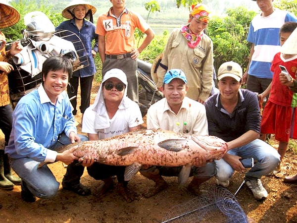 Con trắm đen nặng 35,7 kg do anh Trần Quốc An (TP. Vinh) câu được ghi nhận lớn nhất cho đến thời điểm này. 