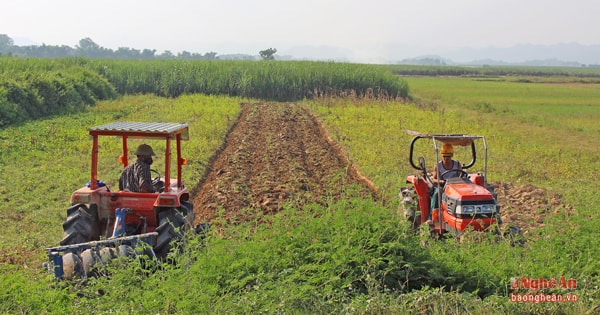 Cơ giới hóa trong sản xuất tại cánh đồng mía ở xã Nghĩa Đồng (Tân Kỳ).