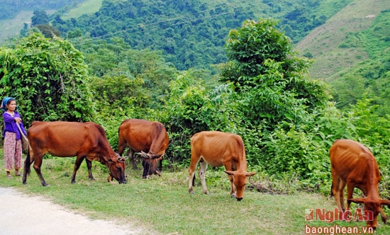 Nuôi bò vỗ béo ở bản Piêng Phô xã Phá Đánh.