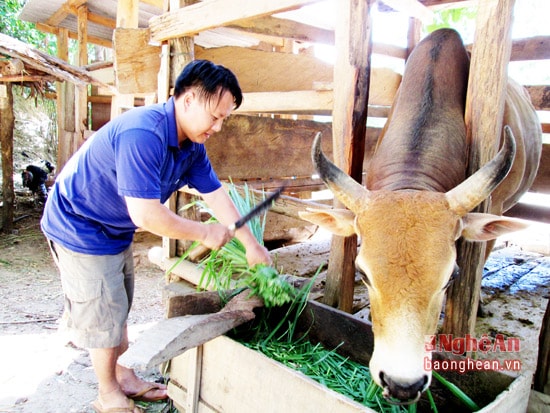 Anh Mùa Bá Kỷ - bản Hòa Sơn, Tà Cạ - Kỳ Sơn đang chăm bò vỗ béo