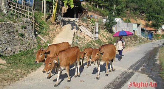 Lùa bò về chuồng