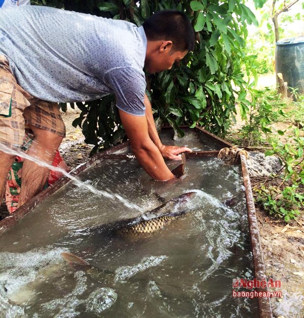 Cần thủ bơm nước và ô xi để đảm bảo sự sống cho cá sau khi câu được