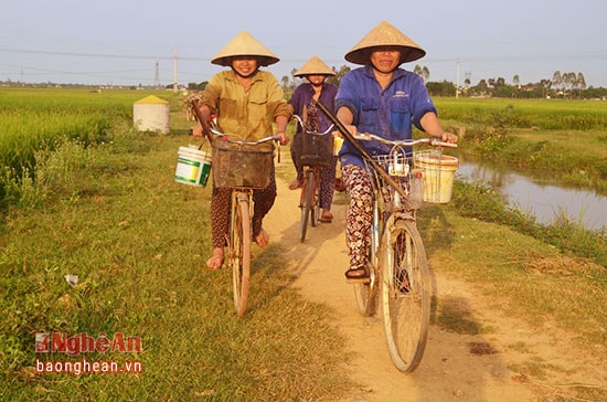 Cứ vào buổi sáng những phụ nữ lại ra đồng bắt cua