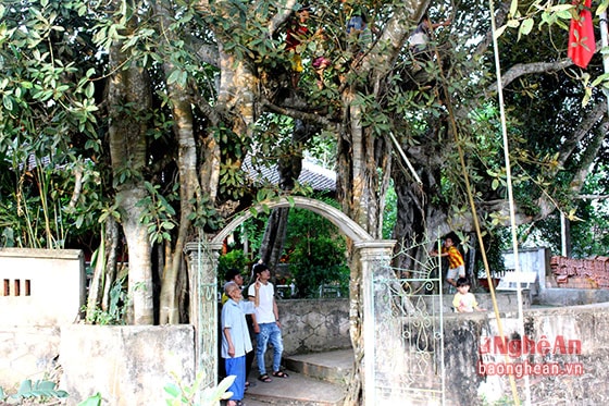  Những người cao niên trong họ Nguyễn Duy cho biết: Cây đa này được cụ Nguyễn Duy Dính trồng vào thế kỷ XIX, tính đến nay đã gần 150 năm.