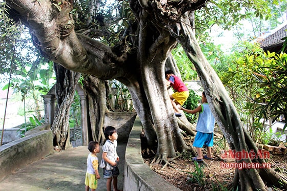 Cây đa như một con rồng, uốn lượn, uy nghi trước sân di tích