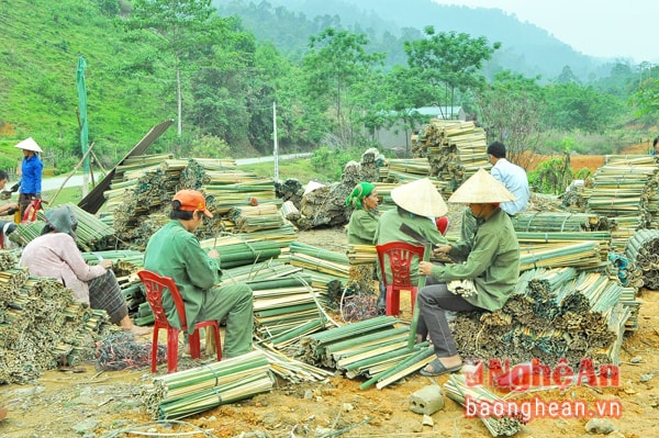 Lao động đang sơ chế lùng tại Công ty Lâm sản Khánh Tâm.