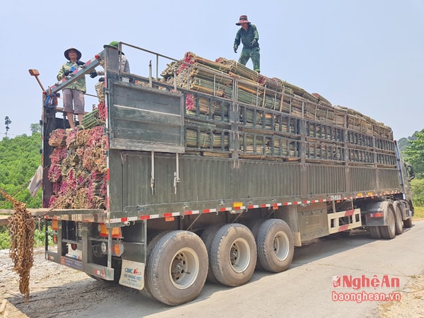 Tư thương thu mua tăm hương ở Quế Phong.