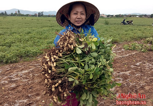 Nông dân cho biết, lạc tươi được tư thương mua tại ruộng với giá 14.000 đồng/kg, cao hơn 2000 đồng/kg so với vụ xuân năm trước.