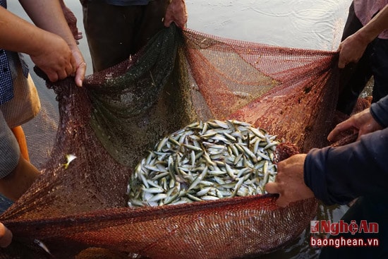 Thành quả sau một mẻ lưới