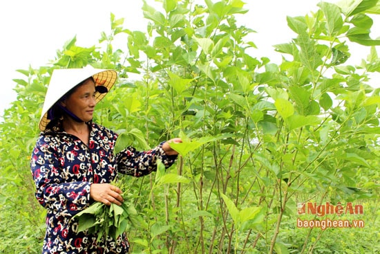 Là 1 xã ven sông Lam, người dân Đặng Sơn từ lâu đã gắn bó với nghề trồng dâu, nuôi tằm