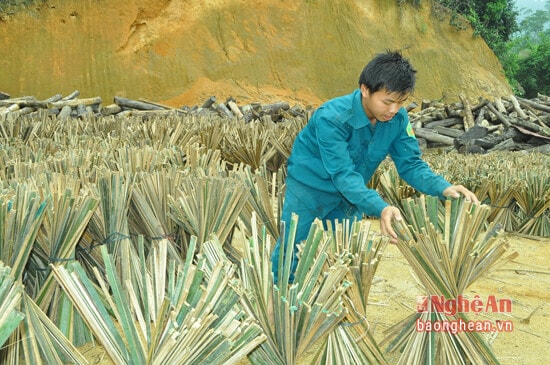 Kiểm tra, phơi khô nan lùng để chế biến.jpg
