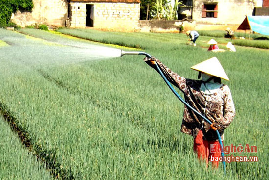 Để chống nóng cho rau màu, khâu quan trọng nhất là tưới nước, đảm bảo độ ẩm cho đất để cây trồng phát triển ổn định. Trong ảnh: Nắng nóng, chị Nguyễn Thị Minh ở xã Quỳnh Lương thường xuyên phải tưới nước cho cây hành hoa.