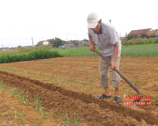 Ông Nguyễn Văn Hoàng ở xã Quỳnh Minh cho biết: ngoài tưới nước thường xuyên cho cây trồng, gia đình còn vun gốc, khơi thông rãnh tưới để tạo độ ẩm cho đất, giúp rau màu phát triển.