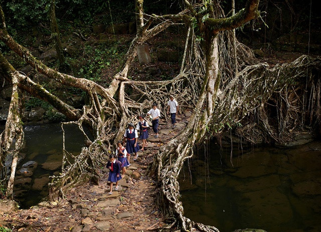 Đi qua “cây cầu” làm bằng rễ cây ở Ấn Độ. Ảnh: The Atlantic.