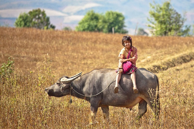 Cô bé cưỡi trâu đi học ở Myanmar. Ảnh Andrey.