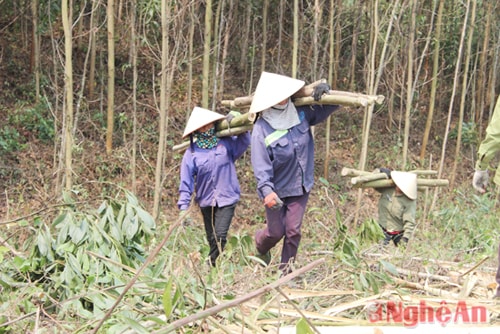  Vì vậy, mỗi héc ta rừng thu hoạch đòi hỏi lượng lao động lớn. Ngoài việc cắt, cưa khúc cây được thực hiện bằng cưa máy, thì các công đoạn còn lại đều là lao động thủ công như lột vỏ cây, chặt cành lấy củi, vận chuyển đến bãi tập kết để cho lên xe. Mỗi đợt thu hoạch, riêng công chi phí cho lao động và cước vận tải mỗi 1 héc ta hết khoảng 20 triệu đồng. Tính ra, mỗi héc ta rừng nguyên liệu cho thu nhập ít nhất là 100 triệu đồng.