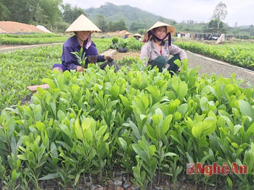  Phát triển trồng rừng nguyên liệu không chỉ tạo công ăn việc làm và thu nhập ổn định cho hàng ngàn lao động địa phương, mà còn thúc đẩy rất nhiều  dịch vụ ăn theo như nghề ươm cây giống, phát chồi cây, vận chuyển sản phẩm cây nguyên liệu đi tiêu thụ… có điều kiện phát triển, mang lại nhiều nguồn thu nhập cho người dân