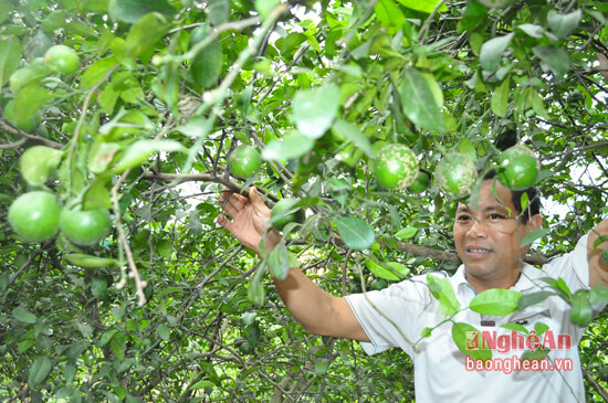 Vườn chanh 4 sào của anh Nguyễn Thiện Hải, xóm 15, xã Khánh Sơn cho thu hoạch 7 tạ/vụ trái. Ngoài chanh, gia đình anh còn có xưởng mộc tạo việc làm cho 2-3 lao động nông thôn