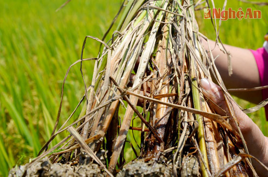 Một khóm cây lúa bị cháy rầy không có khẳ năng phục hồi, ảnh chụp trên đồng ruộng vùng đồng ngoài xã Phúc Sơn