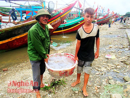 Những ngày này ngư dân Diễn Châu vẫn tích cực ra khơi khai thác sứa biển