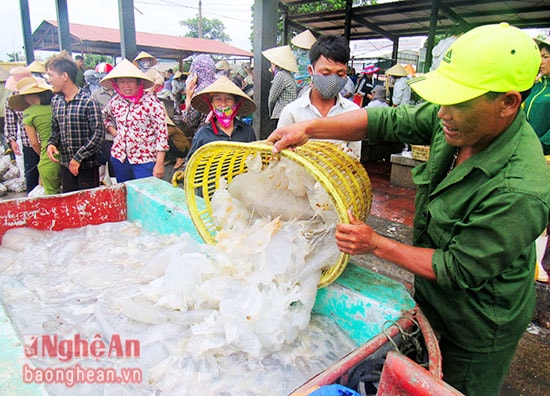 Tại cơ sở chế biến sứa Khánh Vinh – những ngày này cơ sơ sở  mua từ 20 -30 tấn sứa. Do năm nay sứa không được mùa nên cơ sở phải thu mua nguyên liệu ở nhiều trong và ngoài tỉnh để chế biến.