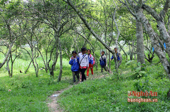 Dưới những vườn mận trịu quả, các em nhỏ cùng dắt tay nhau tới trường.
