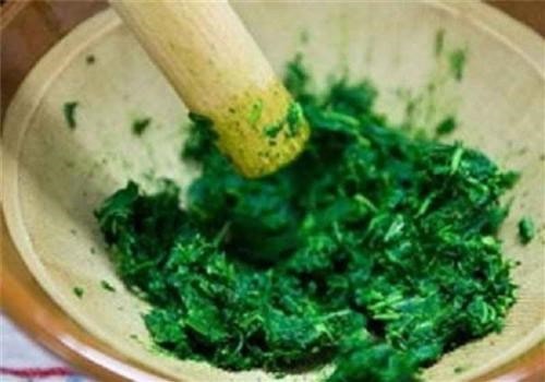 Chữa đau xương khớp thần kỳ nhờ ngải cứu - ảnh 1