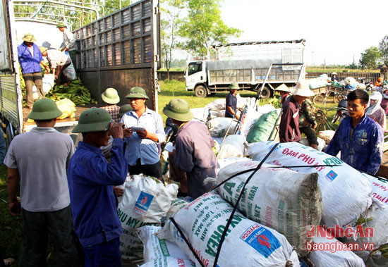 Giống ngô ngọt Thái Lan cho năng suất cao, chất lượng tốt, dẻo, ngon hơn các giống ngô khác nên được thị trường ưa chuộng. Bà con nhập ngô cho đơn vị công ty thu mua ngay tại ruộng 