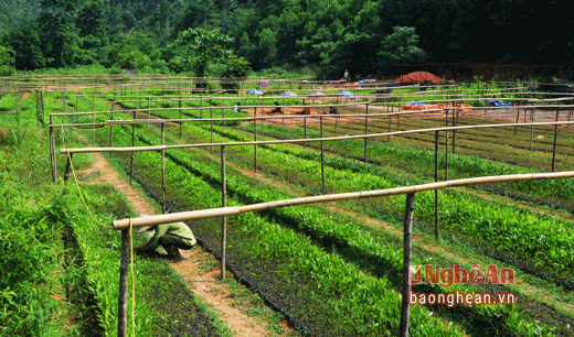 Vườn ươm cây giống của Ban Quản lý Khu BTTN Pù Hoạt tại Na Chạng, xã Tiền Phong.