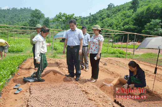 Chị Lương Thị Tâm, một nữ lao động tại vườn ươm 